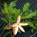 Flindersia fournieri Fruit