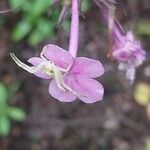 Phlox carolina Flower