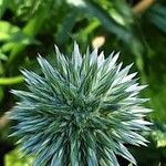 Echinops bannaticus പുഷ്പം