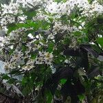 Montanoa hibiscifolia Květ