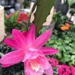Disocactus phyllanthoides Blüte