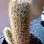 Echinocereus dasyacanthus Лист