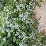 Limonium lobatum Іншае