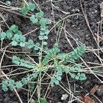 Sanguisorba verrucosa Lapas