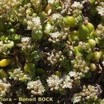 Polycarpon polycarpoides Libunga