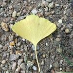 Ginkgo bilobaLeaf