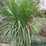 Cordyline australis叶