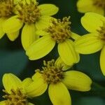 Senecio angulatusFlower