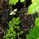 Sibthorpia europaea Leaf