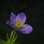 Anemonastrum obtusilobum موطن