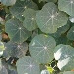 Tropaeolum majus Leaf