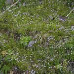 Houstonia serpyllifolia Habit