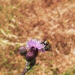 Cirsium arvenseപുഷ്പം