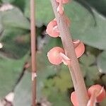 Gasteria pillansii Çiçek