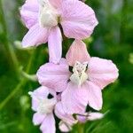 Delphinium ajacisКвітка