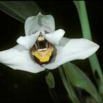 Maxillaria grandiflora Цвят