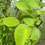 Ulmus rubra Leaf