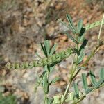 Hippocrepis ciliata Habitus