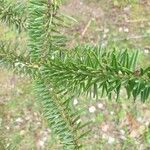 Abies balsamea 叶