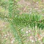 Abies balsamea Folla