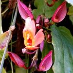 Thunbergia mysorensis Flor