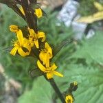Ligularia stenocephala Floare