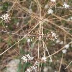 Lepidium graminifolium Φρούτο