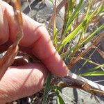 Phragmites karka ഇല