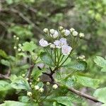 Crataegus laevigata Blatt