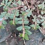 Euphorbia hirta Yaprak
