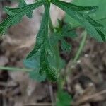 Malva alcea ᱥᱟᱠᱟᱢ