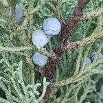 Juniperus osteosperma Fruto