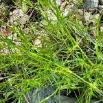 Dianthus spiculifolius Leaf