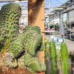 Cylindropuntia fulgida Характер