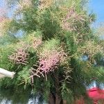 Tamarix ramosissima 葉