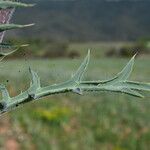 Carthamus carduncellus Blad