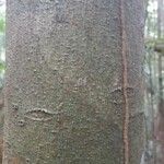 Vouacapoua americana Bark