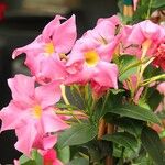 Mandevilla laxa Habit