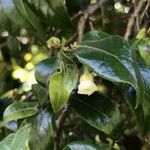 Diospyros whyteana Λουλούδι
