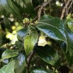 Diospyros whyteana Blomst