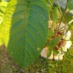 Brugmansia versicolor Blatt