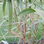 Arundo donax 葉