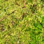 Artemisia annua Gyümölcs