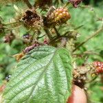 Rubus ignoratus Flower