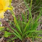 Hemerocallis minor Fuelha