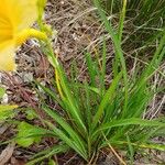 Hemerocallis minor Leaf