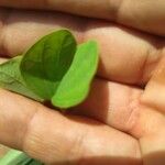 Bauhinia galpinii Leaf