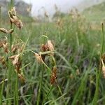 Eriophorum latifolium Hábitos