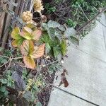 Rubus camptostachys 果実