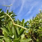 Alstonia quaternata Hábito